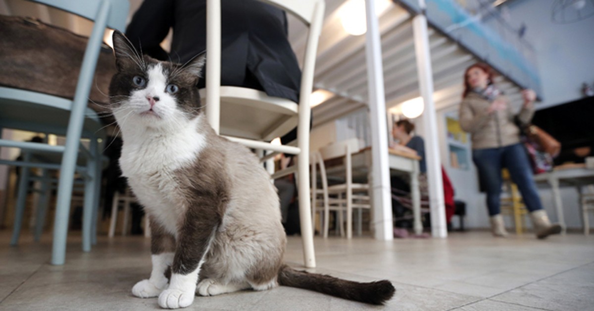 G1 - Café para gatos e seus donos faz cães 'passarem inveja' na Itália