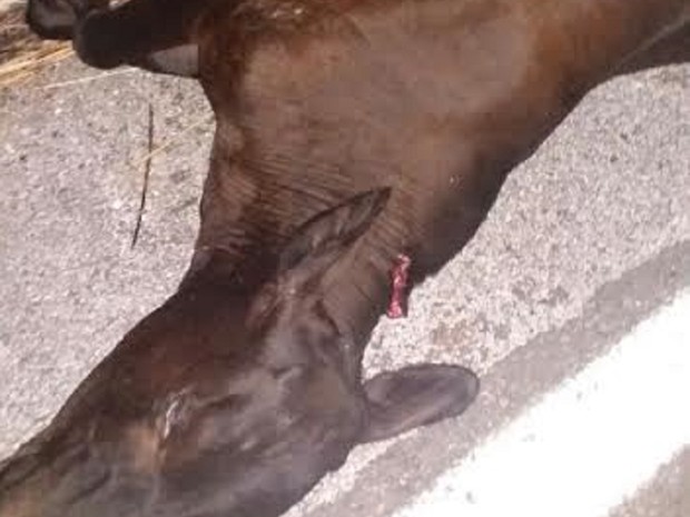 Vaca morreu no local, após ser atropelada (Foto: Divulgação)