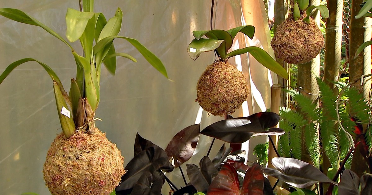 G1 - Produtora cultiva orquídeas em bolas de musgo - notícias em Nosso