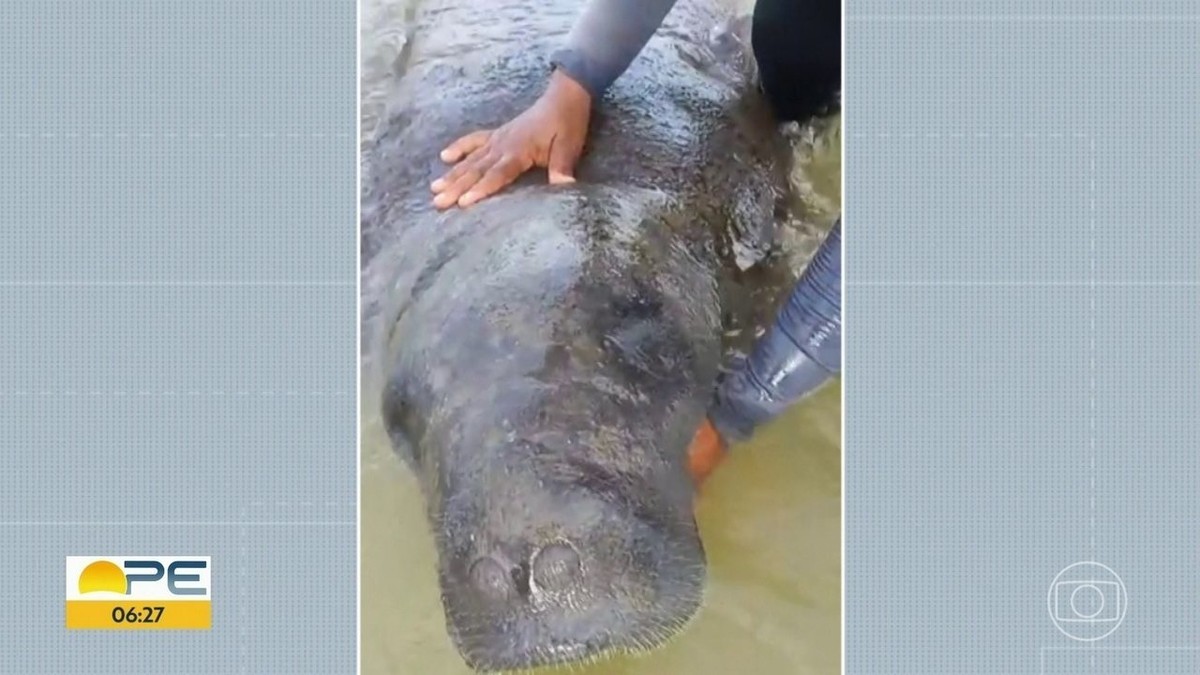 V Deo Peixe Boi Aparece Em Praia De Olinda E Interage Banhistas