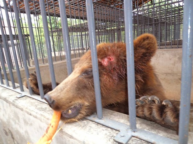 Urso ferido e sem o tratamento adequado, segundo a denuncia (Foto: Divulgação/OAB)