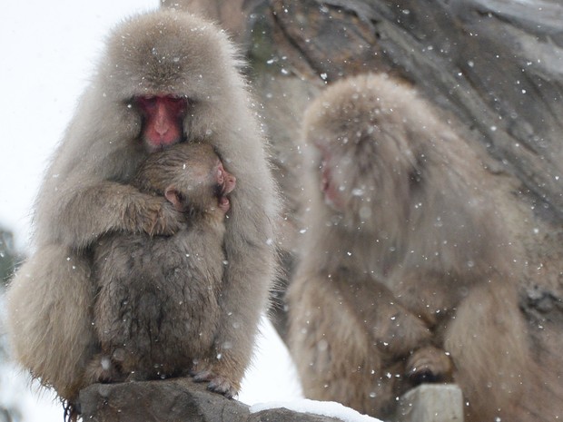 Macacos enfrentam frio e nevasca no Zoológico Ueno, em Tóquio. (Foto: Toru Yamanaka/AFP)