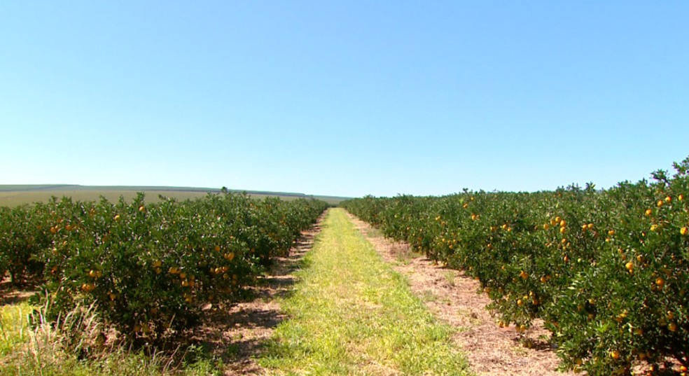 Fazenda em Matão tomou medidas para controlar o greening (Foto: Rodrigo Sargaço/ EPTV)