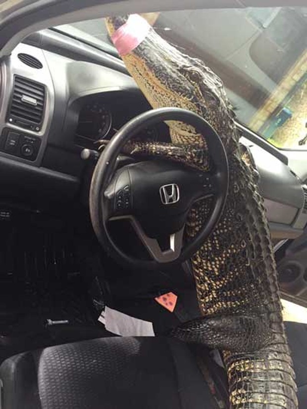 Jacaré de mais de 2 metros ganhou 'carona' após ser encontrado em estrada (Foto: Reprodução/Facebook/Gator Squad)