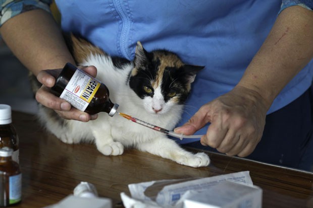 A enfermeira Maria Torero aplica medicamento em um de seus gatos; seus braços tem marcas de arranhões dos felinos (Foto: Martin Mejia/AP)