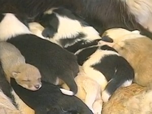 Filhotes de graxaim se misturam aos de cães no RS (Foto: Reprodução/RBS TV)