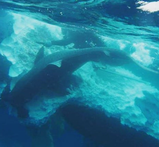 Cena ocorreu na costa de KwaZulu-Natal, na África do Sul. (Foto: Reprodução/ Instagram/Haroonskhokho) Cena ocorreu na costa de KwaZulu-Natal, na África do Sul. (Foto: Reprodução/ Instagram/Haroonskhokho)