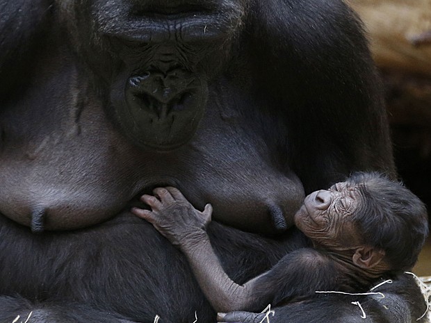 Gorila (Foto: Petr David Josek/AP)