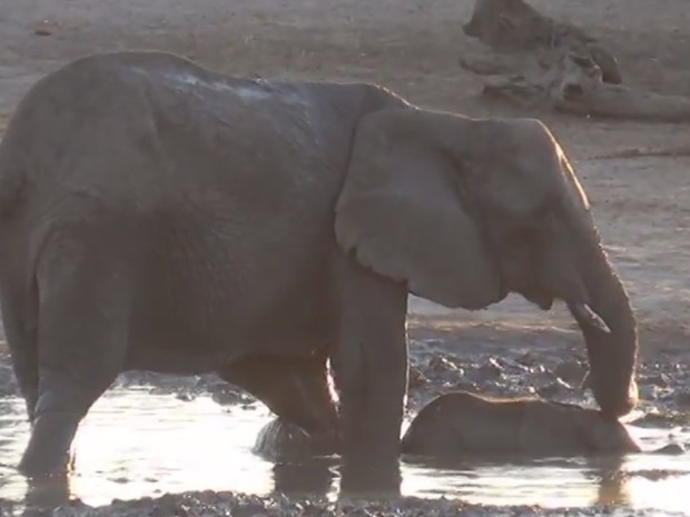 Vídeo mostra bebê elefante 'não querendo' sair do banho  (Foto: Reprodução/YouTube/The Hide Safari Camp)