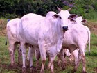 Vaca gorda tem arroba vendida a R$ 120,72, em média, no estado de RO