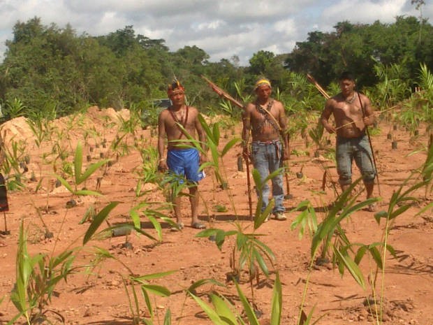 Índios plantam mudas de açaizeiro na ensecadeira de Belo Monte (Foto: Glaydson Castro / TV Liberal)