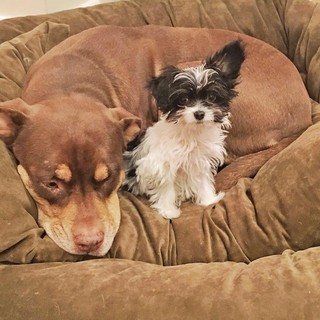 Lua e Fluffy, cachorrinhas de Gisele Bündchen (Foto: Reprodução/Instagram)