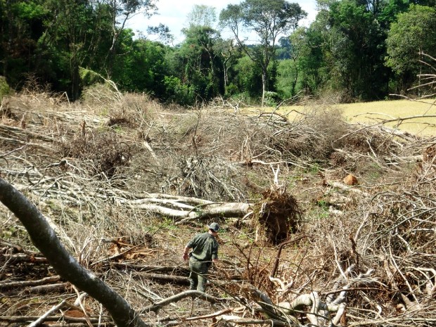 Em Francisco Beltrão, no sudoeste do Paraná, área de desmatamento de floresta totalizou 18 mil metros quadrados (Foto: Polícia Ambiental / Divulgação)