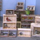Apreendidos mais 
de 180 pássaros  (Reprodução/TV Globo)