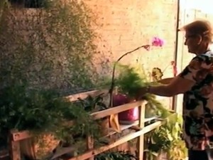 Aposentada Eny Ceroline, que cultiva orquídeas em Alegrete, RS (Foto: Reprodução/RBS TV)