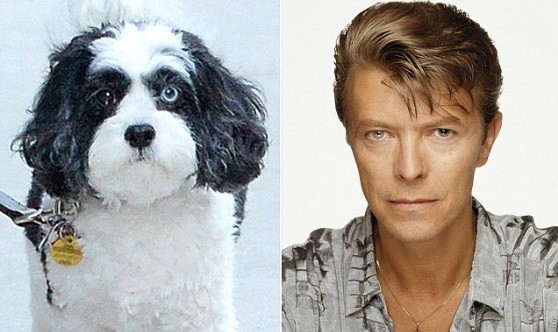 O cão da neta de Bowie também tem olhos de cores diferentes