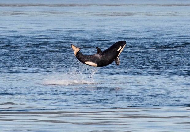 Orca foi fotografada durante momento gracioso no estreito de Haro (Foto: Clint Rivers/Eagle Wing Tours/PWWA/AP) Orca foi fotografada durante momento gracioso no estreito de Haro (Foto: Clint Rivers/Eagle Wing Tours/PWWA/AP)
