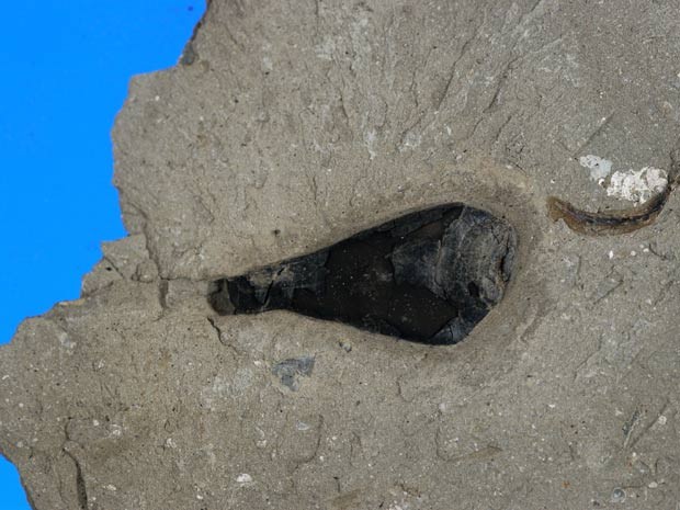 Fóssil de cefalópode de mais de 160 milhões de anos armazenou pigmentos de melanina (Foto: British Geological Society)