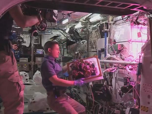 Astronauta colhe alface cultivada na Estação Espacial (Foto: Nasa TV)