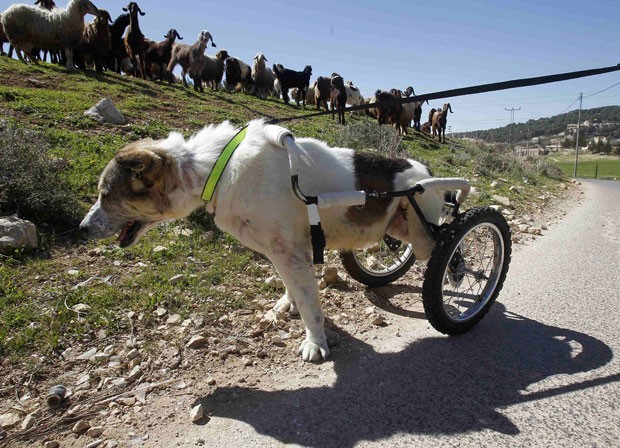 Abayev demonstra fora de vontade aps ser alvejado e parcialmente paralisado na Jordnia (Foto: Ali Jarekji/Reuters)