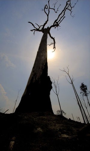 Árvore destruída em área de queimada ilegal na floresta amazônica (Foto: Antonio Scorza/AFP)