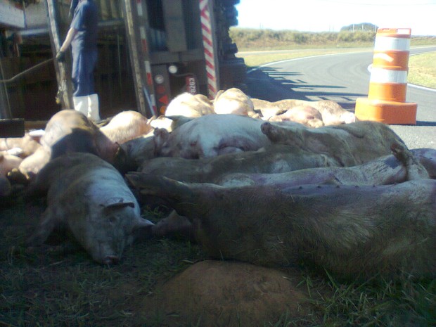 Alguns animais morreram no acidente (Foto: Deivid Jose Lopes dos Santos / VC no G1)