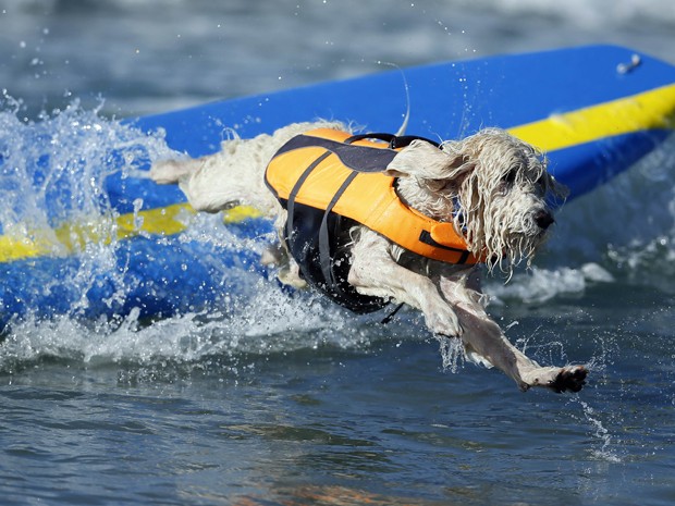 Cão cai da prancha em campeonato na Califórnia, nos EUA, neste domingo (29) (Foto: Lucy Nicholson/Reuters)
