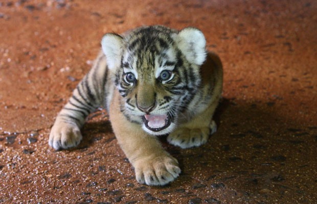 Um dos quatro tigres real de bengala que nasceram no Zoológico de Goiânia, Goiás (Foto: Mantovani Fernandes/O Popular)