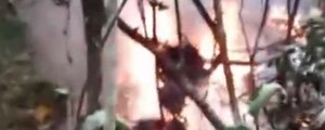 Vídeo mostra helicóptero em chamas após queda na mata (G1)