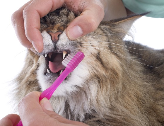 Gato em escovação dental (Foto: Thinkstock/Getty Images)