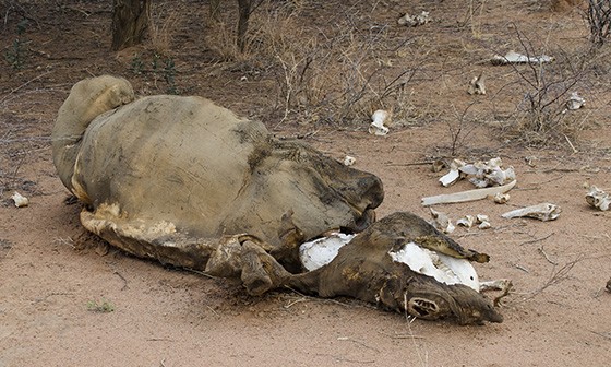 Ossada e pele seca de um rinoceronte-branco morto em 2015 dentro da reserva Thandeka (Foto: © Haroldo Castro/Época) Ossada e pele seca de um rinoceronte-branco morto em 2015 dentro da reserva Thandeka (Foto: © Haroldo Castro/Época)