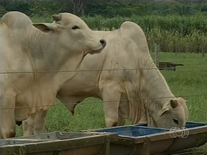  Neste início de ano, o preço da arroba do boi gordo chegou a R$ 105 (Foto: Reprodução/TV Anhanguera)