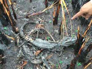 Animais se esconderam em buraco para tentar escapar do incêndio (Foto: Divulgação/ Anderson Santos)