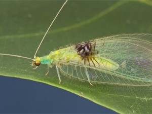 Tipo de inseto descoberto na Malásia é chamado no Brasil de "bicho-lixeiro" (Foto: Reprodução/ZooKeys)