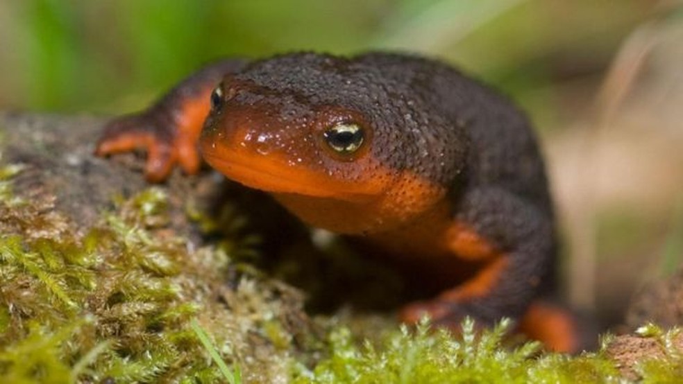 Taricha granulosa, um tipo de salamandra, também pode sobreviver à viagem pelo intestino de um sapo  (Foto: Visuals Unlimited/naturepl.com )