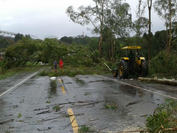 A PR-170, entre Guarapuava e Pinhão, ficou interditada devido à queda de uma árvore (Foto: Valdinei Oliveira/RPC TV)