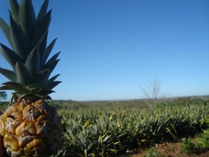 Pesquisadora testa abacaxi sem agrotóxico (Foto: Divulgação/UFT)