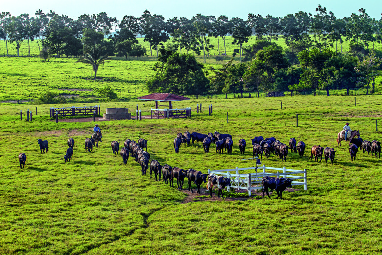 Tudo que você queria saber sobre o polo - Revista Globo Rural