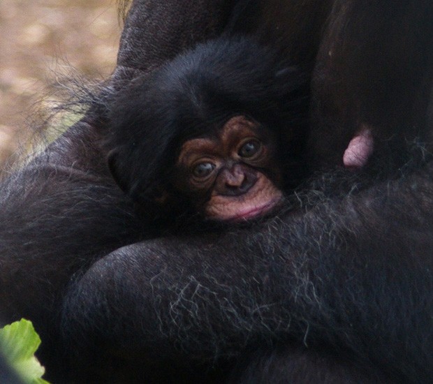 A bebê-chimpanzé Natalie, que nasceu em agosto em um santuário de Los Angeles, nos EUA (Foto: Amy Fultz/AP)