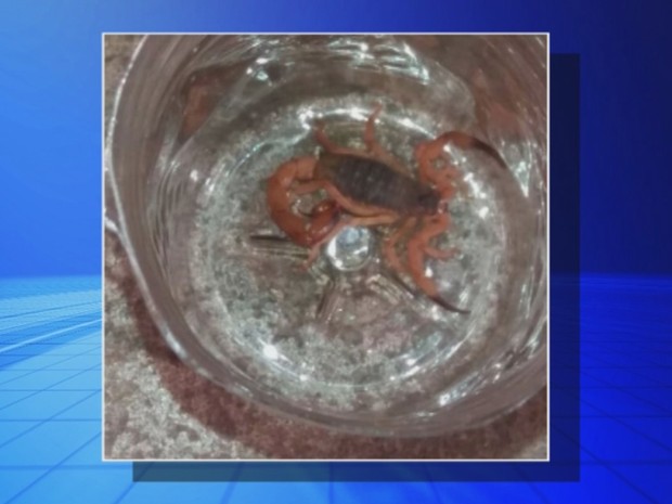 Escorpião encontrado em escola de Ilha Solteira (Foto: Reprodução/TV TEM) Escorpião encontrado em escola de Ilha Solteira (Foto: Reprodução/TV TEM)