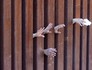 Fieis estendem braços a cardeal (Matt York/AP)