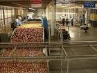 Produtores de maçã apostam na alta do dólar para ampliar exportações 