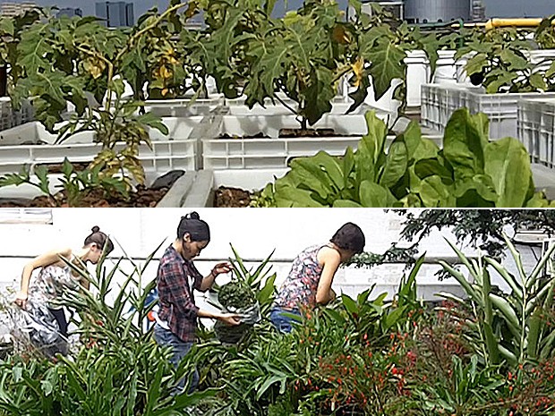Grupo em São Paulo está se organizando para espalhar jardins verticais em paredes vazias de prédios (Foto: BBC)