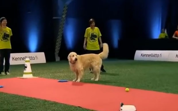 Cão arrancou gargalhadas do público durante competição canina (Foto: Reprodução/YouTube/Golden Retriever Lovers)