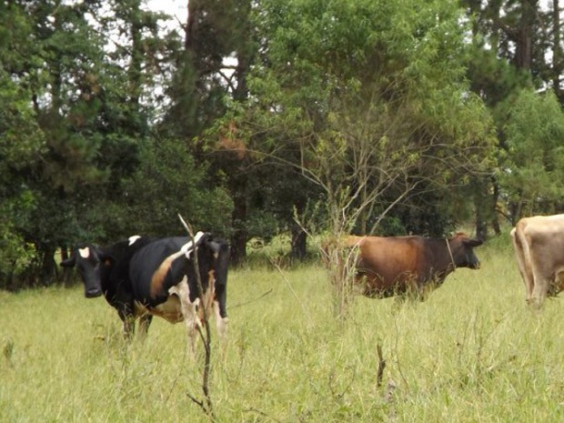 Cabeças de gado sem documentação foram encontradas  (Foto: Giácomo Constanti / Vale Independente)