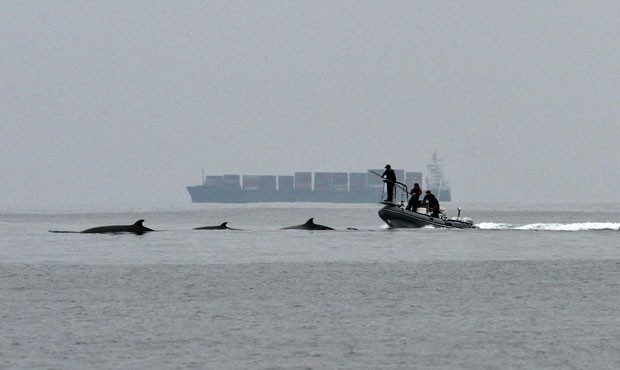 Pesquisadores analisam comportamento de baleias durante experimento que mede impacto dos sonares militares sobre esses animais (Foto: Divulgação/John Calambokidis)