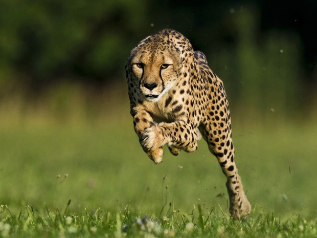 Guepardo quebra recorde mundial de velocidade ao correr 100 metros em 5,95 segundos no Zoológico de Cincinnati, nos EUA. O animal, uma fêmea chamada Sarah, de 11 anos, havia definido o recorde anterior em 2009 ao fazer a mesma distância em 6,13 segundos. O felino atingiu 101 km/h durante a corrida (Foto: Ken Geiger/National Geographic Magazine/Reuters)