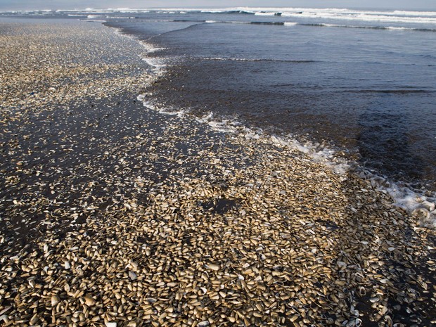 Milhares de mariscos mortos pela maré vermelha são vistos na praia de Cucao, na Ilha Chiloe, no Chile, no dia 9 de maio (Foto: AP Photo/Esteban Felix)
