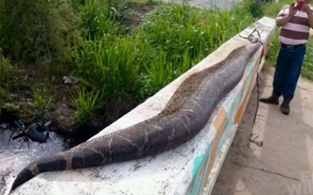Cobra de quase oito metros de comprimento teria sido capturada por moradores na vila de Benito Juarez (Foto: Reprodução/YouTube/Extasy007)