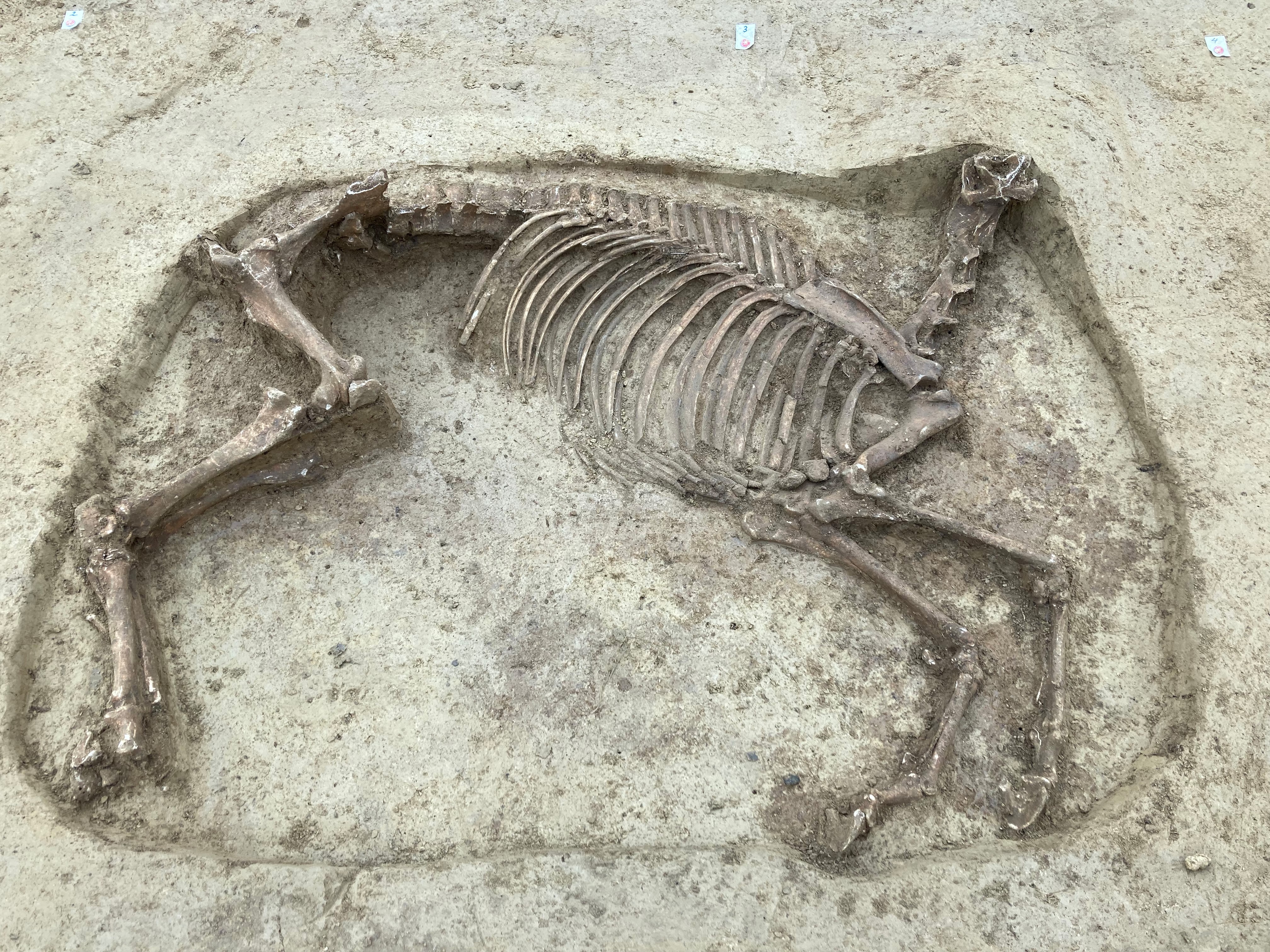 Cavalo sem cabeça foi escavado em antigo cemitério na Alemanha  (Foto:  Baden-Wuerttemberg State Office for Monument Preservation )